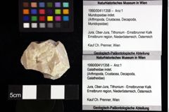 Foto (Objket + Etiketten) von Mundopsidae indet. 